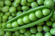 Pois Frais Écossais (Produit d’Italie) // English Peas (Product of Italy) - LB
