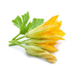 Fleurs de Courgette / Zucchini Flowers