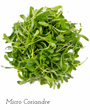 Micro Coriandre // Micro Cilantro