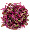 Micro Bettrave Rouge // Micro Red Beets