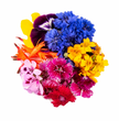 Fleurs Comestible Mixte // Edible Mixed Flowers