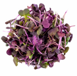 Mini Radis Mixte // Mini Radish Mixed