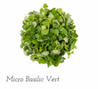 Micro Basilic Vert // Micro Green Basil