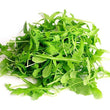 Baby Arugula // Roquette - LB