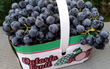 Raisin Bleu Panier // Blue Grapes Basket