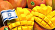 Mangues d'Israël // Israel Mangoes