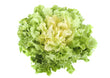 Escarole BIO - LB