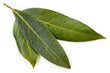 Feuille de Laurier Frais // Fresh Bay Leaves