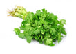 Coriandre Frais // Fresh Coriander