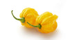 Habanero Jaune / Yellow Habanero Chili - LB