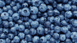 Bleuet BIO //  Blueberries BIO