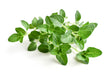 Oregano Frais // Fresh Oregano