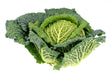 Chou Frisé Savoie // Curly Cabbage Savoy - LB