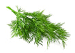 Aneth Frais // Fresh Dill