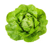 Laitue Boston Verte // Green Boston Lettuce