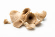 Champignons Pleurotte // Oyster Mushrooms - LB