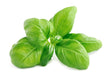 Basilique Frais // Fresh Basil