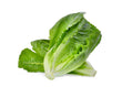 Laitue Romaine // Romaine lettuce