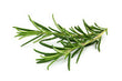 Romarin Frais // Fresh Rosemary